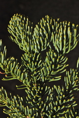 Abies magnifica magnifica