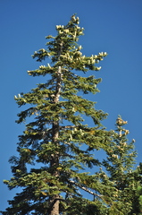 Abies magnifica magnifica