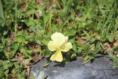 Viola oreades