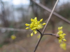 Cornus officinalis
