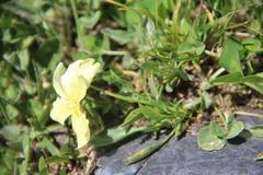Viola oreades