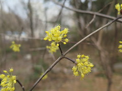 Cornus officinalis