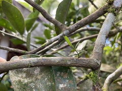 Struthanthus orbicularis