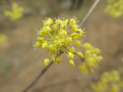 Cornus officinalis