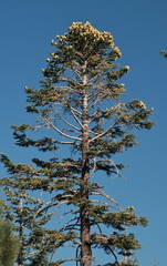 Abies magnifica magnifica