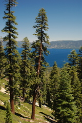 Abies magnifica magnifica