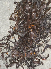 Carpophyllum flexuosum