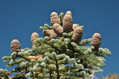 Abies magnifica magnifica