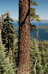 Abies magnifica magnifica