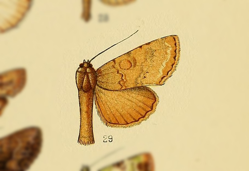 Eremophysa acharis