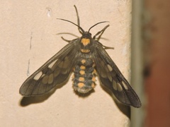 Eressa confinis