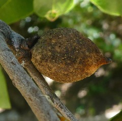 Heteroecus pacificus