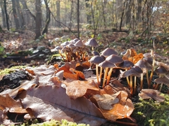 Mycena inclinata