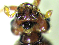 Sagola bipunctata