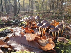 Mycena inclinata