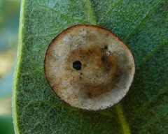 Paracraspis guadaloupensis