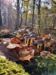 Mycena inclinata