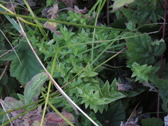 Stellaria littoralis