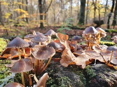 Mycena inclinata