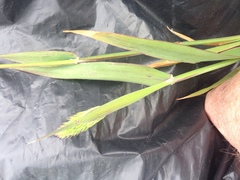 Phalaris californica