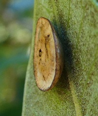 Paracraspis guadaloupensis