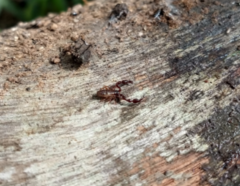 Dendrochernes cyrneus