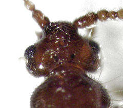 Sagola bipunctata