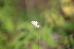 Leptotes cassius cassidula