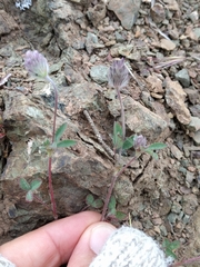 Trifolium albopurpureum