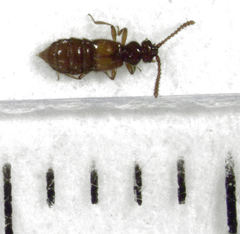 Sagola bipunctata