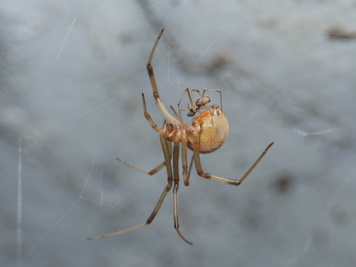 Brown Widow, San Jeronimo Nte., Santa Fe, Argentina, photo 10 of 10