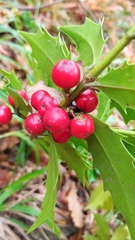 Ilex colchica