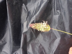 Phalaris californica