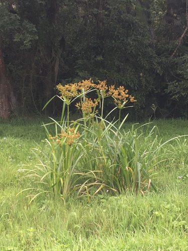 Fig Sedge