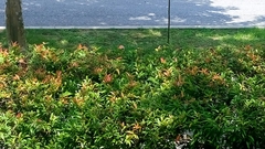 Syzygium myrtifolium