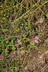 Thymus odoratissimus