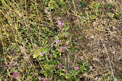 Thymus odoratissimus