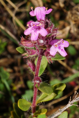 Thymus odoratissimus