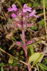 Thymus odoratissimus