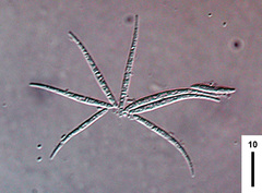 Magdalaenaea monogramma