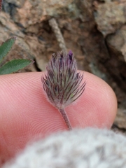 Trifolium albopurpureum