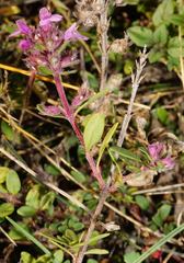 Thymus odoratissimus