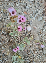 Sphaeralcea mendocina