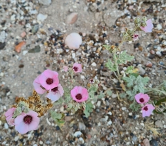 Sphaeralcea mendocina