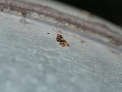 Argyrotaenia sphaleropa