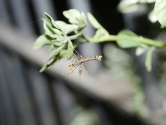 Stenoptilodes sematodactyla