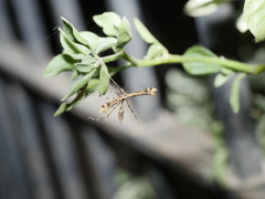 Stenoptilodes sematodactyla