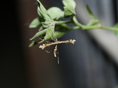 Stenoptilodes sematodactyla