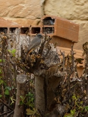 Phoenicurus ochruros