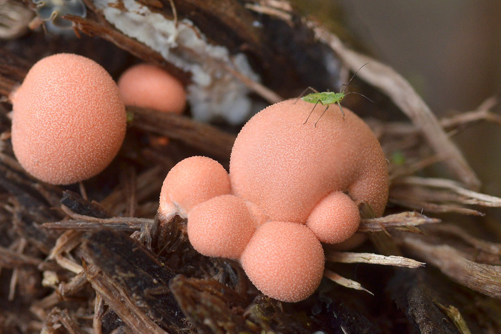 reticulate slime mold family